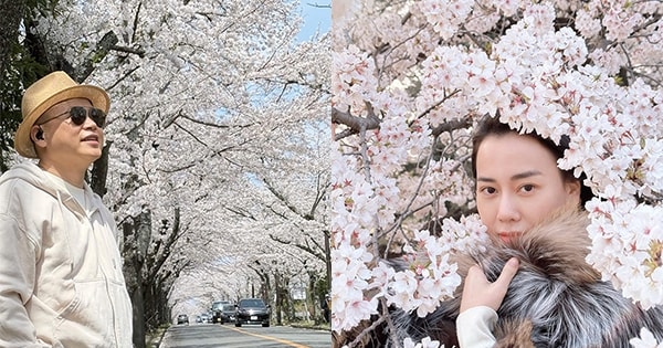 Shark Bình đầy 'sang chảnh' khi ngắm hoa anh đào cùng Phương Oanh