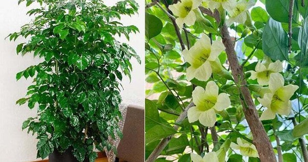 Loài cây cảnh mang tên Hạnh phúc, khi cây ra hoa thì cuộc đời bạn cũng nở hoa