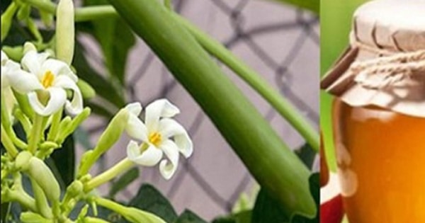 Cách làm hoa đu đủ đực ngâm mật ong