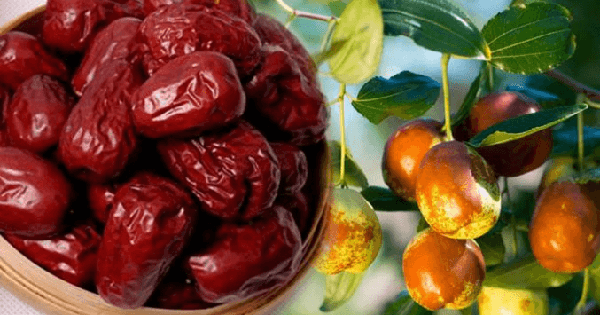 Cách ăn táo tàu tốt nhất cho người bệnh tiểu đường