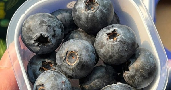 Việt quất giá rẻ đổ bộ thị trường, từ giá tiền triệu nay chỉ còn vài trăm nghìn/kg