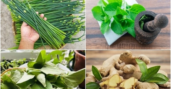 Bài thuốc chữa viêm họng từ cây cỏ quanh nhà