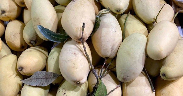 Xoài vào mùa giảm giá sâu, bán tràn ngập thị trường chỉ hơn chục nghìn đồng/kg