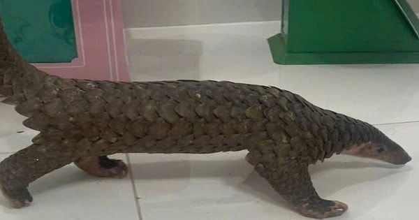 Bình Thuận: Truy tố nhiều đối tượng vận chuyển, buôn bán trái phép động vật hoang dã nguy cấp, quý hiếm