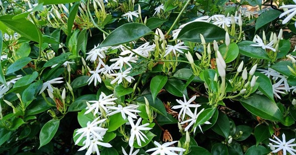 Lợi ích và tác hại của chè vằng bạn cần biết