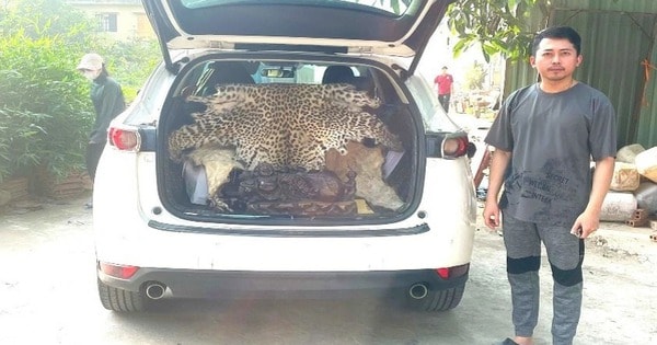 Bán bộ da báo hoa mai với giá hàng trăm triệu đồng, người đàn ông bị khởi tố