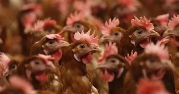 Nhiều nước dừng nhập khẩu gia cầm Brazil do bùng phát dịch cúm