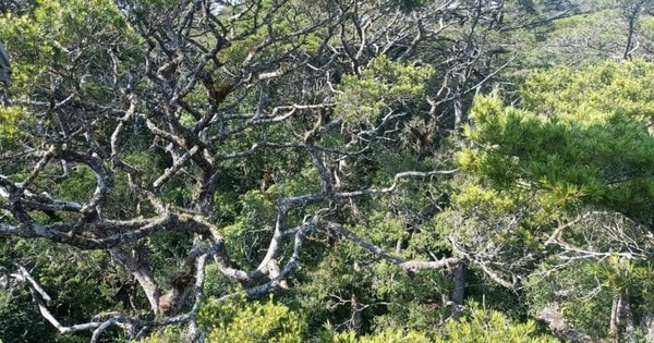 108 cây thông lá dẹt cực kỳ quý hiếm được công nhận cây di sản