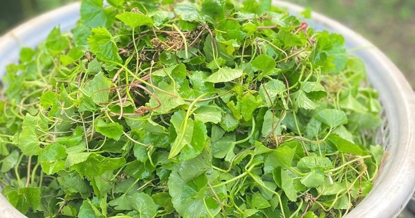 Loại rau được ví như ‘nhân sâm’ trước mọc dại nay thành đặc sản không đủ bán