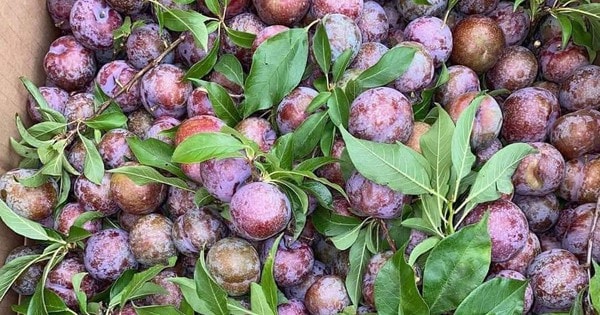 Loạt món ngon với quả mận đang vào chính vụ, ai thử cũng sẽ mê