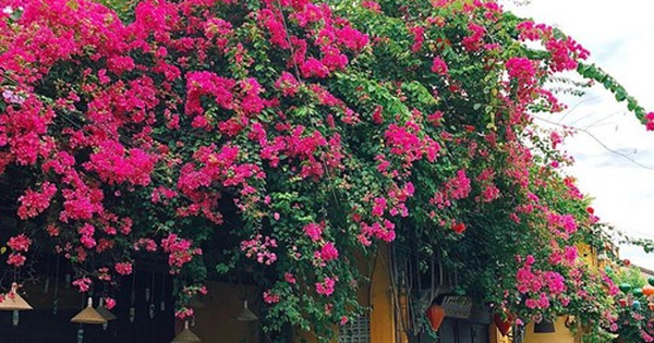 Tại sao trồng hoa giấy trước nhà giúp mang lại may mắn, tài lộc nhưng trồng hoa giấy trong nhà lại gây cản dòng năng lượng tích cực?