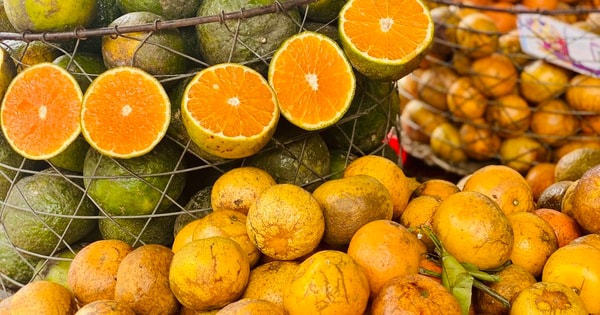 Quýt sim cuối vụ giá cao gấp 3 nhưng vẫn ‘được lòng’ người tiêu dùng