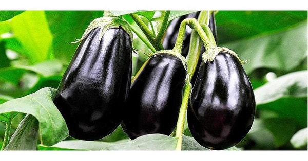 Cà tím chữa bệnh gì?