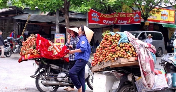 Dân trồng vải háo hức vì vải sớm đầu mùa giá cao vẫn 'cháy hàng'