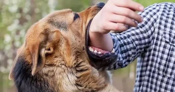 Sau 5 tháng bị chó nhà cắn, em bé 8 tuổi nguy kịch, tiên lượng tử vong