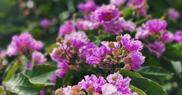 Mạng xã hội đang 'rụng tim' vì loạt ảnh hoa bằng lăng tím phủ kín phố phường Hà Nội