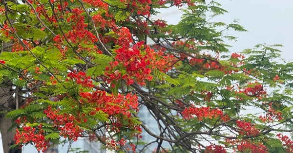 Vừa chớm hè, dân tình đã ‘cháy tim’ với loạt ảnh hoa phượng đẹp như thơ