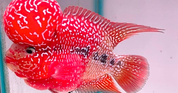 Top những loài cá phong thủy mang lại may mắn