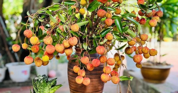 'Sốt xình xịch' trào lưu cắm cành vải thành hoa