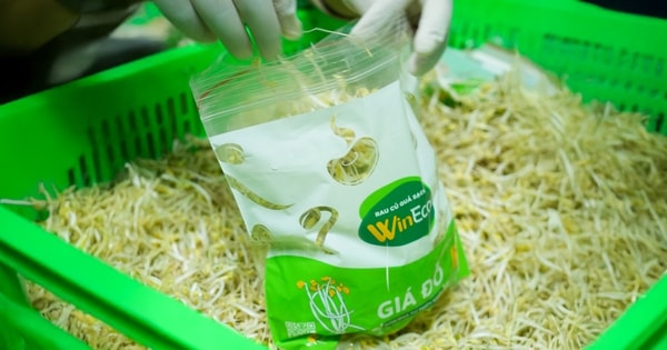 Giá đỗ: Thực phẩm quen thuộc dưới góc nhìn công nghệ cao