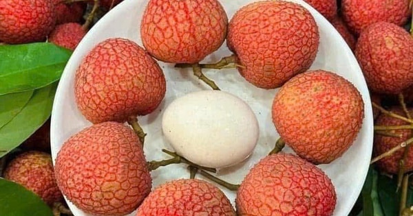 Xuất hiện loại vải VIP gây ‘sốt’ thị trường trái cây Việt, giá cao ‘chót vót’ vẫn được săn đón đến cháy hàng