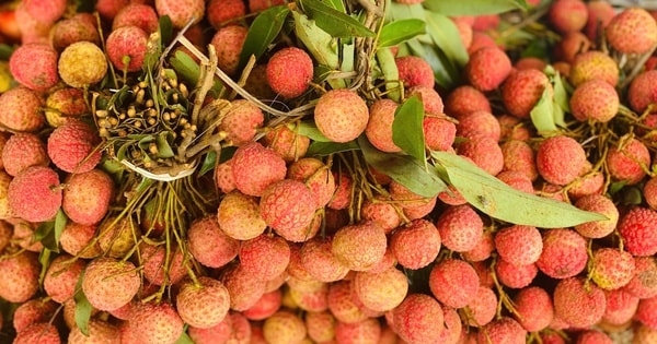 Loại quả đặc sản Việt đang vào mùa bán đầy chợ giá rẻ bèo, xuất nước ngoài lên tiền triệu/kg