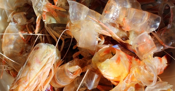 Việt Nam sản xuất tôm tốp 5 thế giới, nhưng thứ bị bỏ đi mới là "mỏ vàng" tỷ đô: Giá trị gấp 25 lần tôm