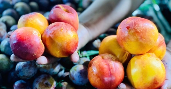 Thực hư về nguồn gốc của loại đào trơn đang bán tràn lan thị trường