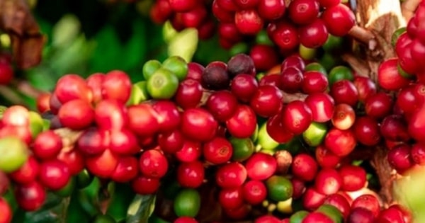 Giá cà phê hôm nay 21/6: Giá cà phê Arabica tăng nhẹ trở lại