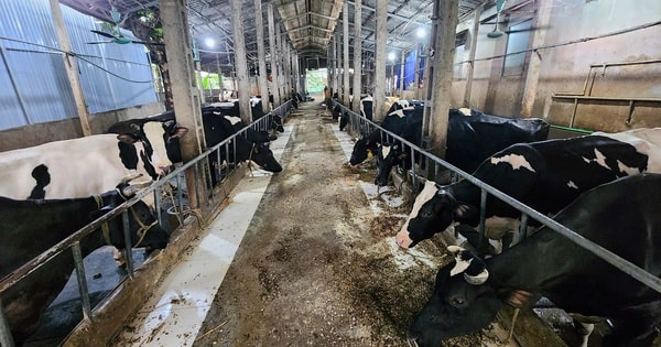 Thông tin sai lệch trên mạng xã hội tác động tiêu cực đến sản xuất, chăn nuôi bò sữa ở Ba Vì