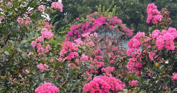 Không cần đi đâu xa, Hà Nội cũng có vườn tường vi dịu dàng cho hội mê ảnh đẹp "rụng tim"