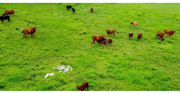 Sau gần 2 thập kỷ triển khai, khu công nghiệp Mỹ Trung ở Nam Định trở thành nơi 'thả trâu bò'