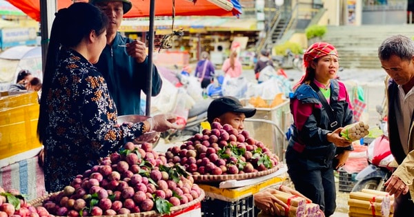 Mận hậu giảm giá sâu chỉ còn vài nghìn đồng/kg bán đổ đống đầy thị trường