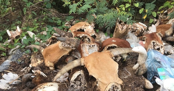 Kinh hoàng 'nghĩa địa đầu bò' giữa lòng TP Vinh