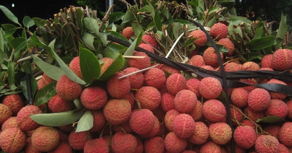 Quả vải giảm giá sâu chỉ còn vài nghìn đồng/kg bán đổ đống, chị em bày nhau làm món ngon dễ làm cho bữa ăn gia đình thêm phần hấp dẫn