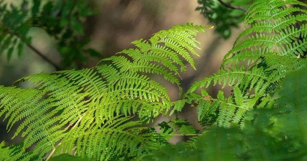 Đặt cây này trên bàn làm việc, vừa đảm bảo sức khỏe, thu hút vận may về tài chính vừa có cơ hội nghề nghiệp thăng tiến