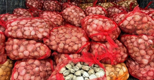 Phát hiện hàng chục tấn hải sản không rõ nguồn gốc mang từ vùng biên về tiêu thụ