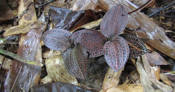 Loài hoa lan quý hiếm trong Sách đỏ được biết đến là 'thần dược' của rừng xanh