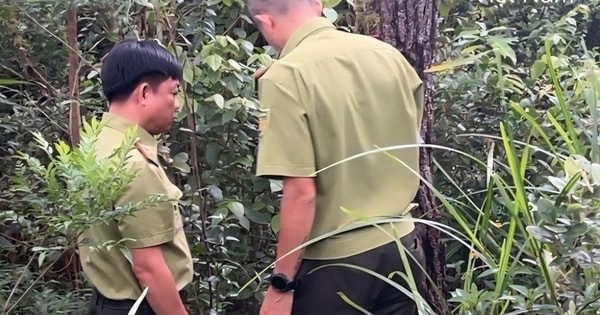 Điều tra nguyên nhân nhiều cây thông bị xâm hại bằng việc khoan lỗ, đổ hóa chất