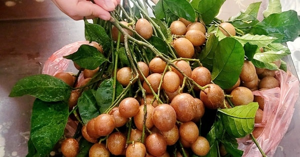 Quả quê ngon gợi nhớ tuổi thơ chỉ hè mới có vào chính vụ, giá từ 30.000 đồng/kg, giúp giải nhiệt và trị ho rất tốt