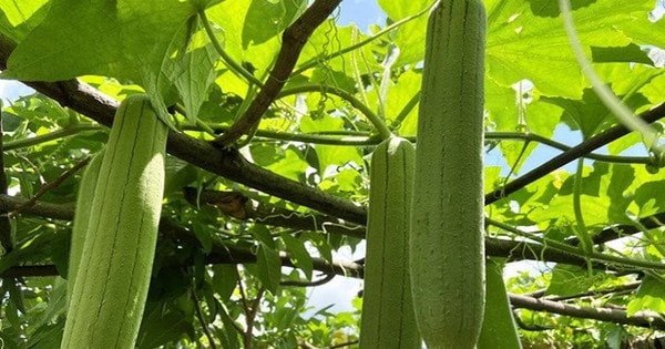 Nước giải khát bổ dưỡng từ quả mướp tươi