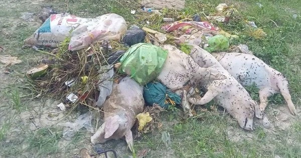 Hàng chục xác lợn chết bị vứt xuống kênh, đe dọa nguồn nước và sức khỏe cộng đồng