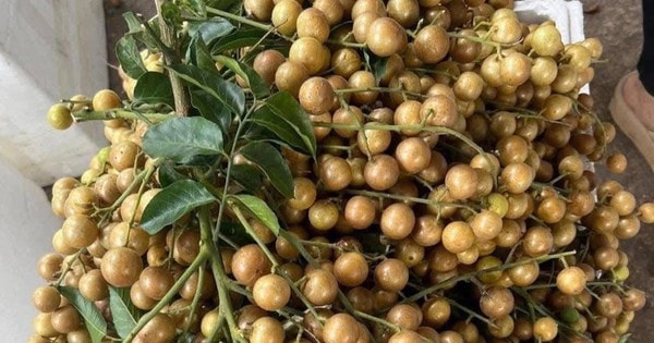 Chị em đua nhau mua quất hồng bì giá rẻ, chỉ từ 15.000 đồng/kg để ngâm trị ho và ăn được vài tháng