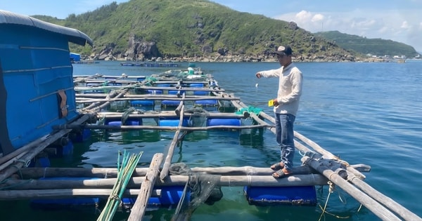 4 thanh niên bị khởi tố vì trộm cắp số lượng lớn tôm hùm