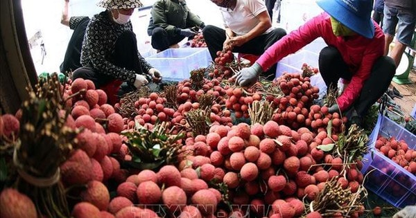 Vụ vải thiều Lục Ngạn 2025 bội thu, xuất khẩu vượt kỳ vọng