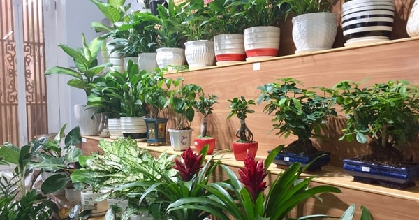 Tác hại của việc trồng quá nhiều cây trong nhà, ảnh hưởng đến sức khỏe và tài lộc