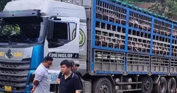 Xe tải chở 14 tấn heo bị dịch tả châu Phi đi tiêu thụ