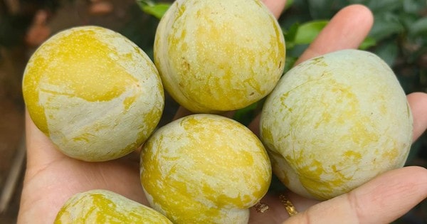 Loại quả lạ có tên mận cau giá 450.000 đồng/kg vẫn hút khách