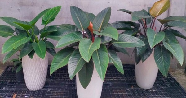 Những loại cây cảnh văn phòng mang lại tài lộc, giảm stress