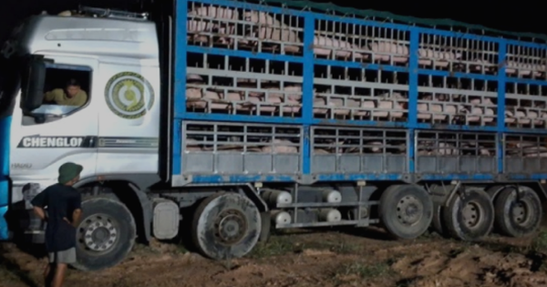 Gần 200 con lợn bị nhiễm Dịch tả châu Phi nhưng tài xế ô tô vẫn ngang nhiên vận chuyển tiêu thụ trong đêm